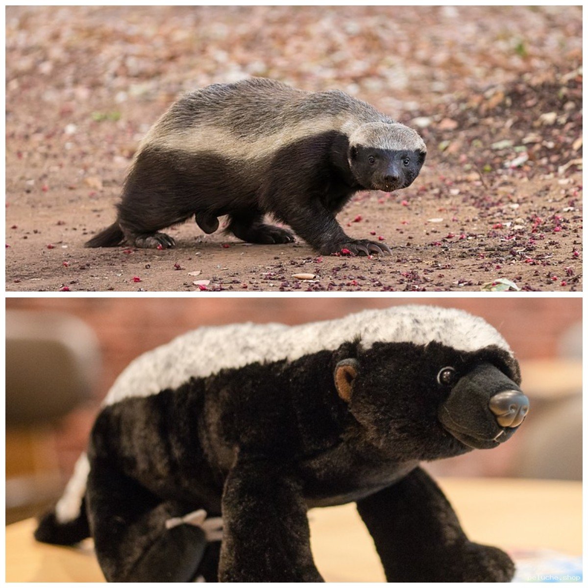 Peluche Ratel Réaliste - Jouet Doudou Blaireau Miel