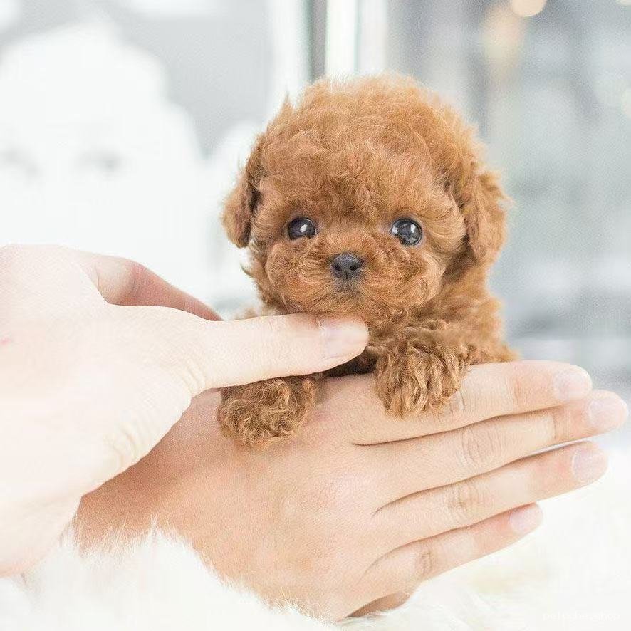 Adoptez un Adorable Chiot Caniche Toy Marron Mignon